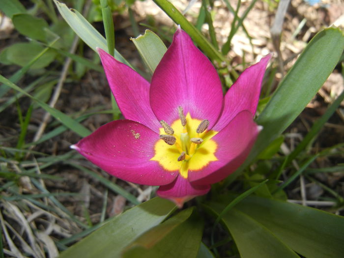 Tulipa Persian Pearl (2015, March 31)