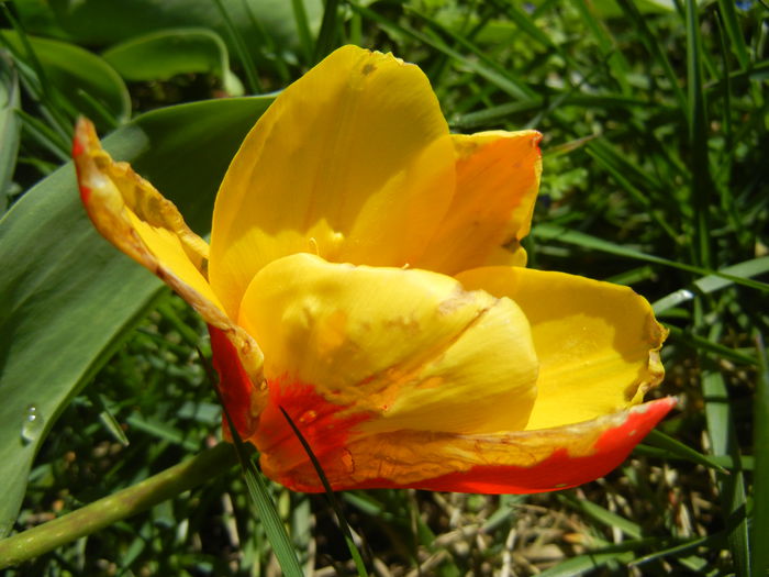 Tulipa Stresa (2015, March 31)
