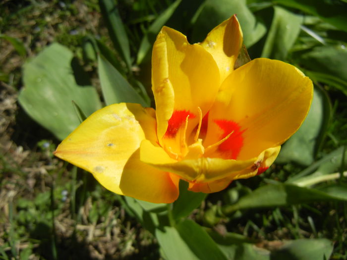 Tulipa Stresa (2015, March 31)