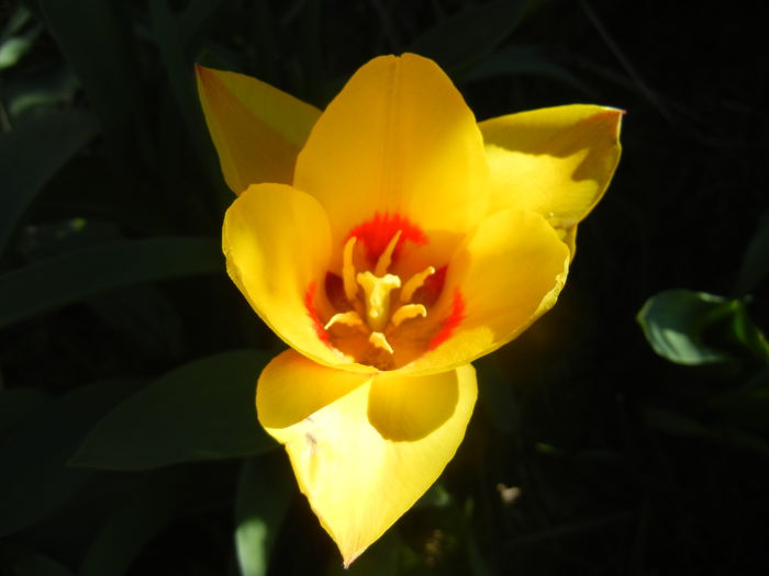 Tulipa Stresa (2015, March 31)