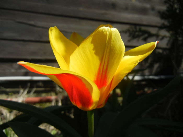 Tulipa Stresa (2015, March 31)