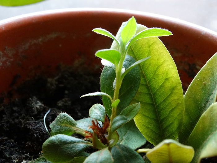 azalee - Evolutie plante