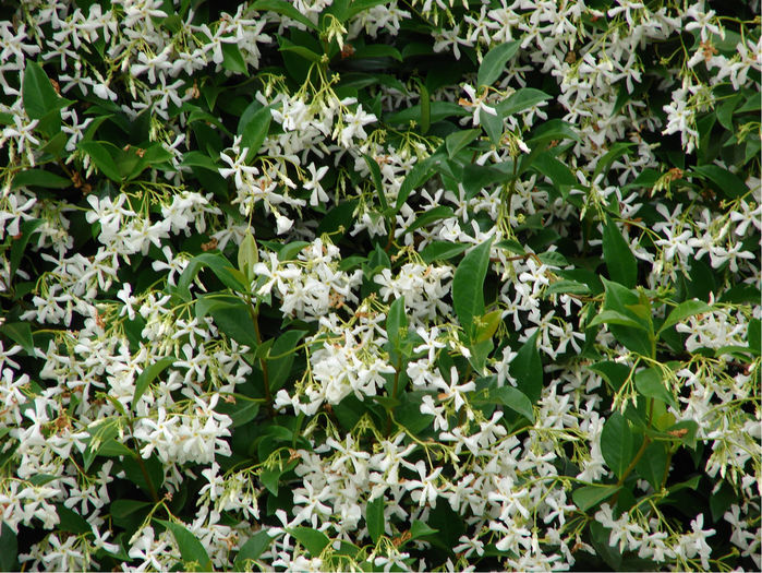 star-jasmine-Trachelospermum-Jasminoides - Evolutie plante