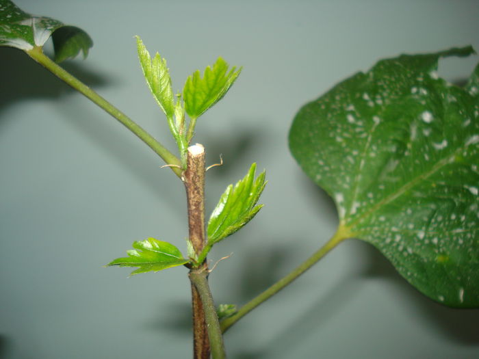 01.04.2015 - EXPERIMENT SEMINTE HIBISCUS