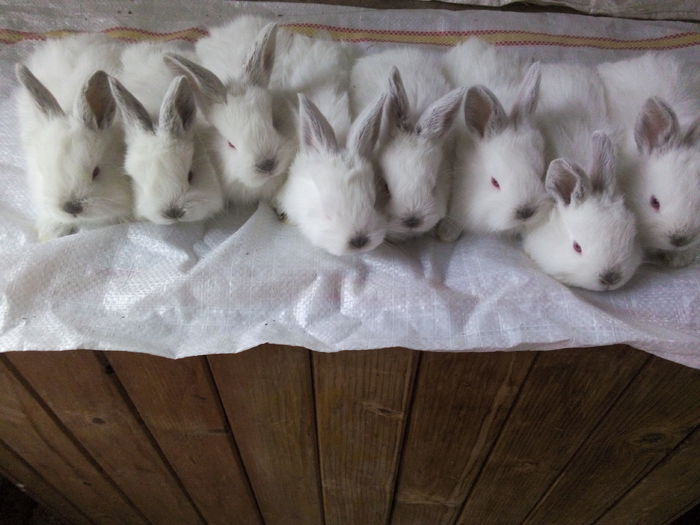 suntem 2 baieti si 6 fetite