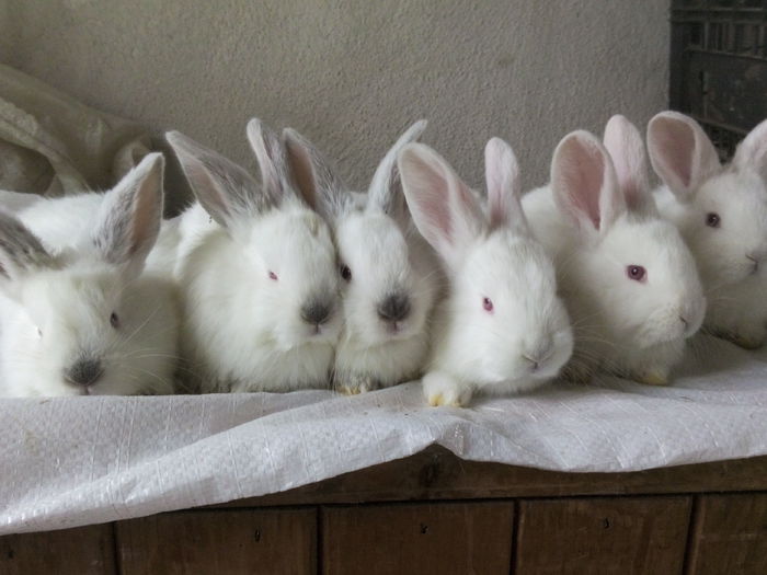 3 femele(st)si 3 baieti(dr)