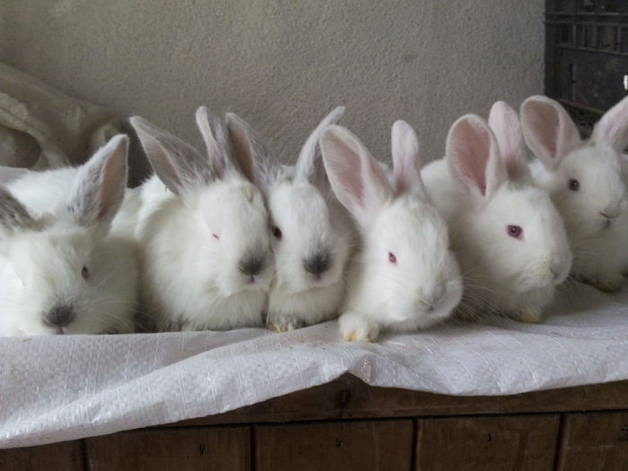 3 femele(st)si 3 baieti(dr)