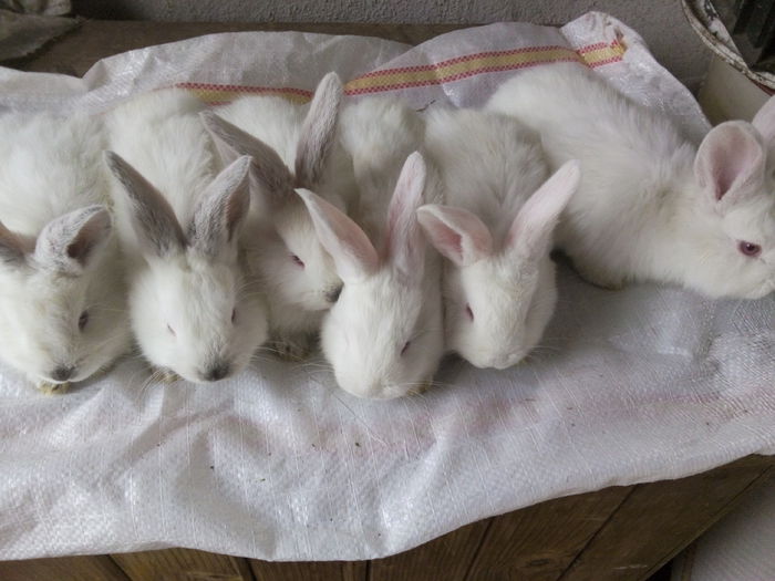 3 femele(st)si 3 baieti(dr)