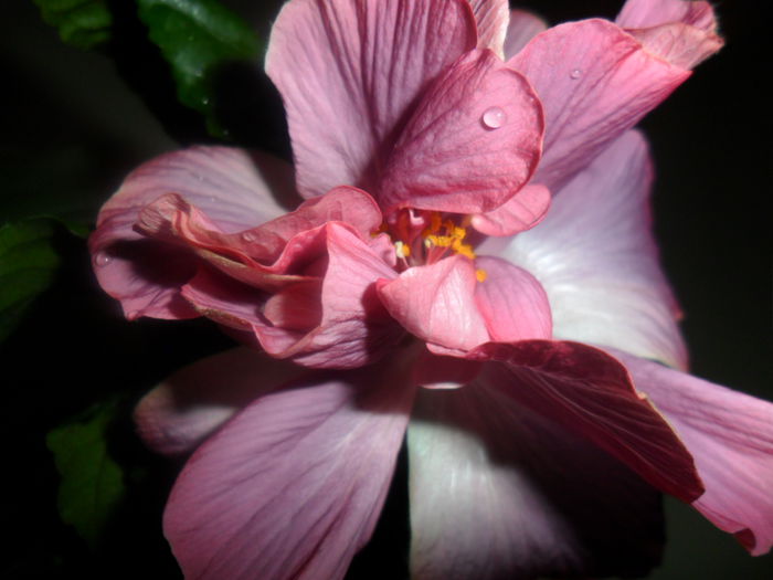 la multi ani ,geta - hibiscusi2015-1