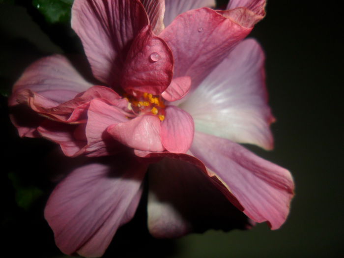 SAM_3727 - hibiscusi2015-1