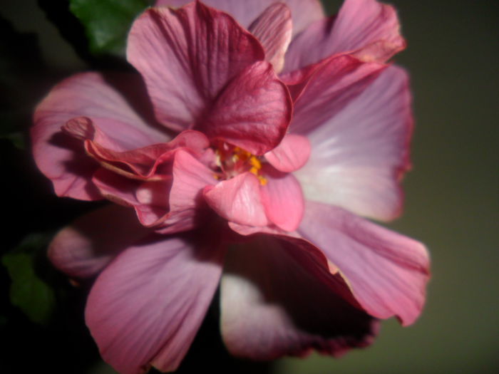 SAM_3716 - 000-hibiscusi deosebiti