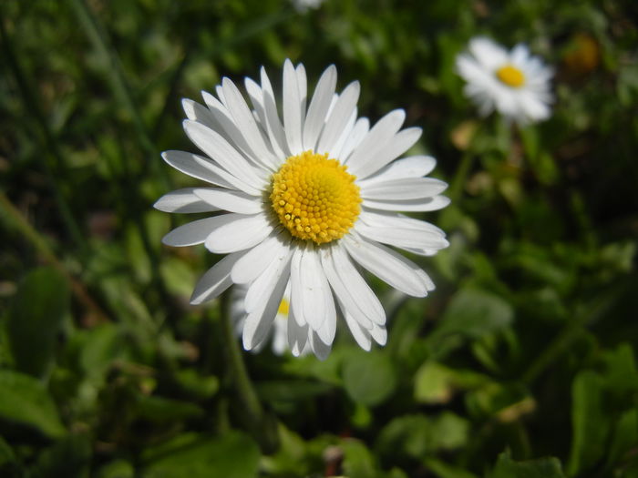 Bellis perennis (2015, March 30) - BELLIS Perennis