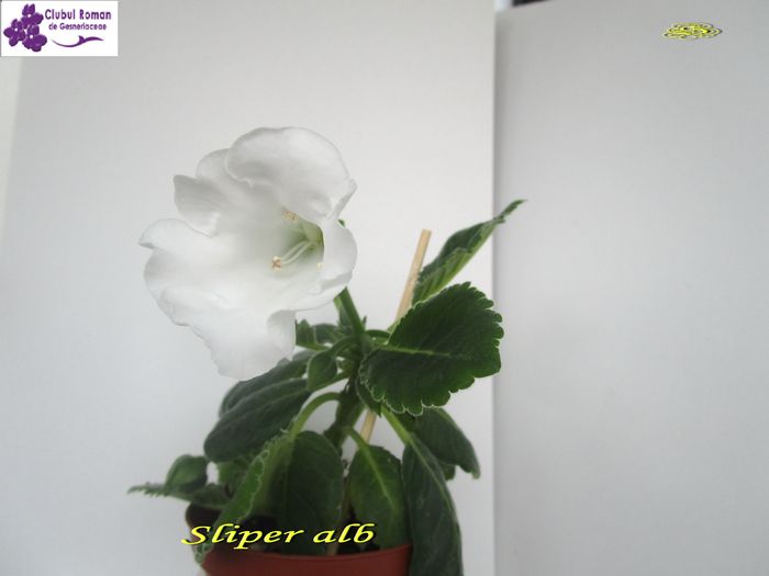 Slipper alb (1-04-2015) - Gloxinii 2015