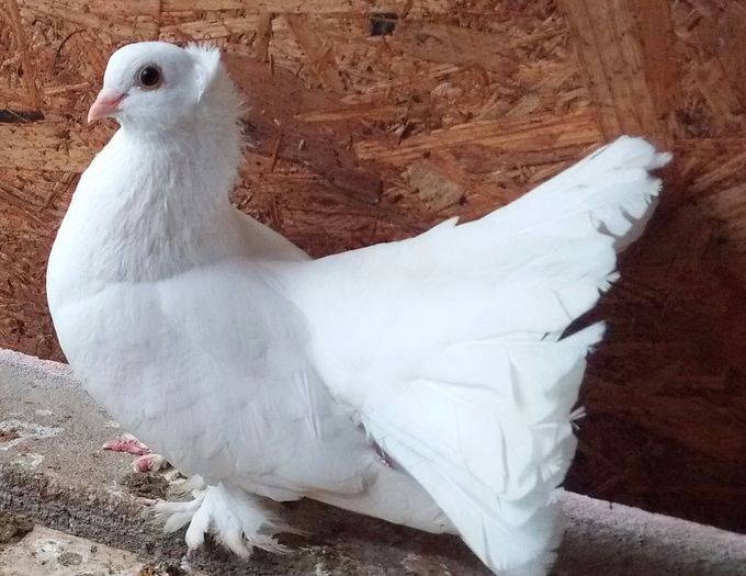 Masc.Bucin Vasile Loc.Reghin jud Mures