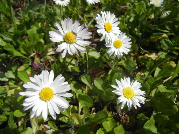 Bellis perennis (2015, March 30) - BELLIS Perennis