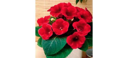 Glexonia Etolie de Feu; Gloxinia iubeste lumina, dar nu bataia directa a soarelui. In timpul verii se uda abundenta. disponibilitate 300
