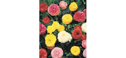 Ranunculus Mixed 5 LEI - OFERTA LA FLORI