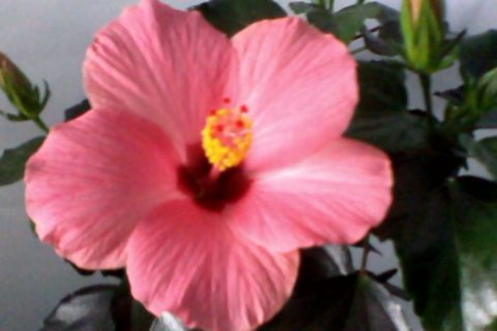 Cairo Rosa - HIBISCUS 2015-2016