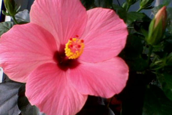 IMG0176A - HIBISCUS 2015-2016