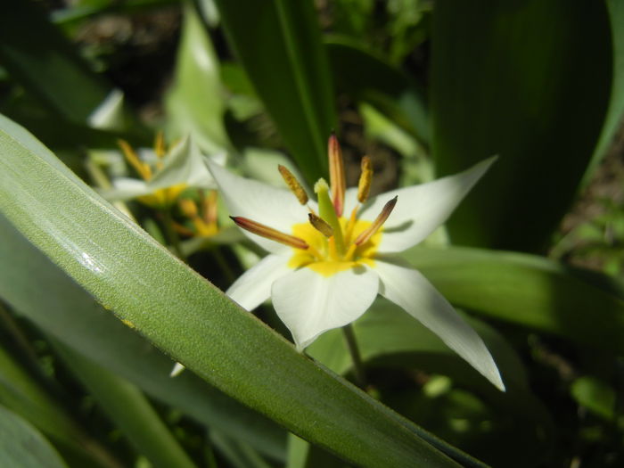 Tulipa Turkestanica (2015, March 31)