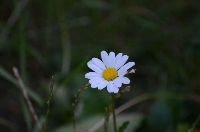 DSC_4374 - Plante diverse