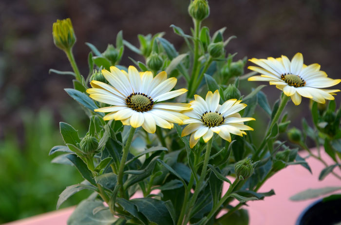 DSC_4101@ - Plante diverse