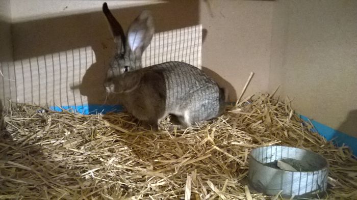 Tineret Kremer Femela