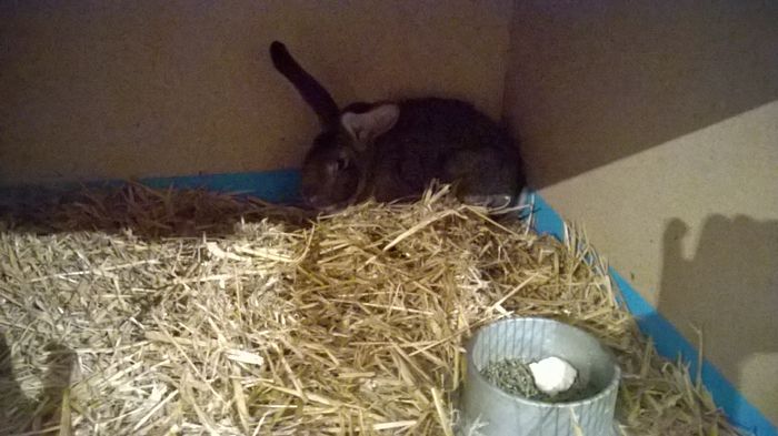 Tineret Kremer Mascul