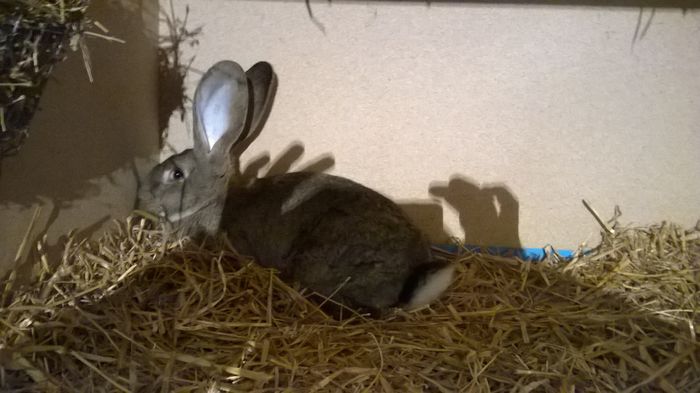 Tineret Lohse Femela