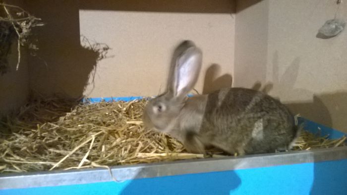 Tineret Kremer Femela