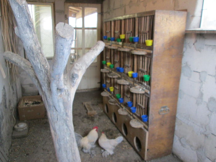 IMG_2459 - VOLIERA SI BOXA