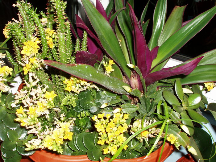 jardiniera cu diverse