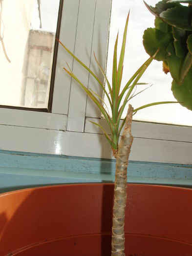 dracena - dracena