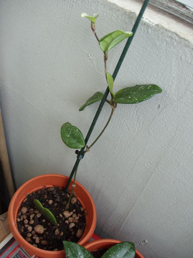 hoya cherry si carnosa