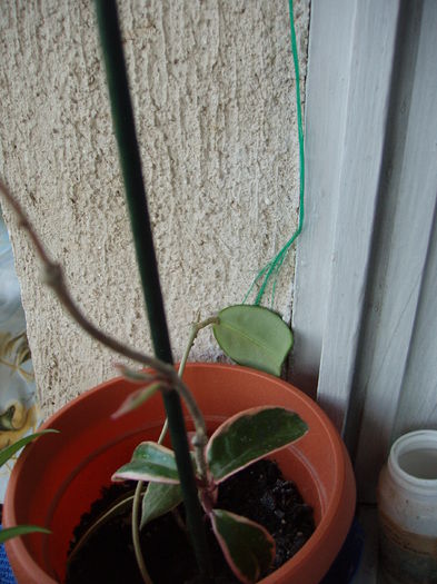 hoya krimson queen