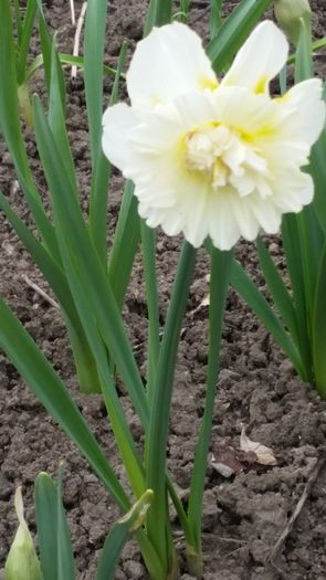 20150401_153136 - Primavara