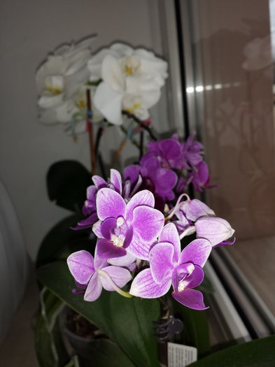 125 Orhidee Phalaenopsis mini