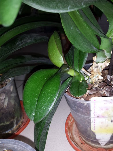 137 Pui Orhidee - Orhidee - 2015