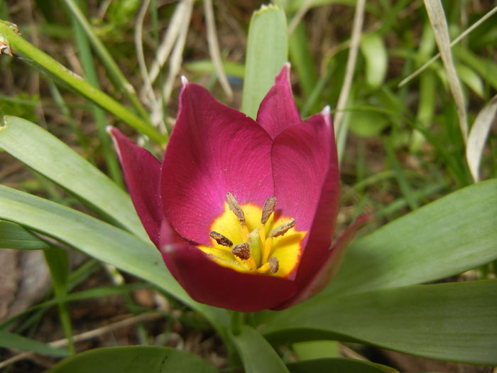 Tulipa Persian Pearl (2015, April 01) Tulipa Persian Pearl (2015, April 01)