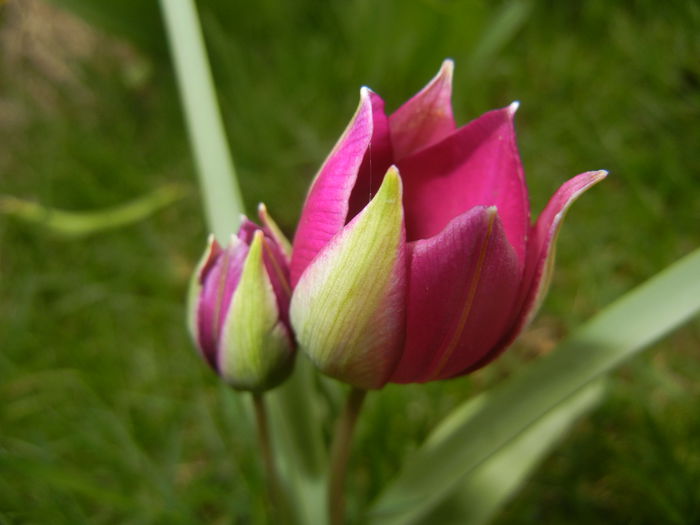 Tulipa Persian Pearl (2015, April 01)