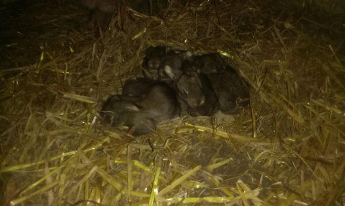 Cuib M2 si F6 13 zile