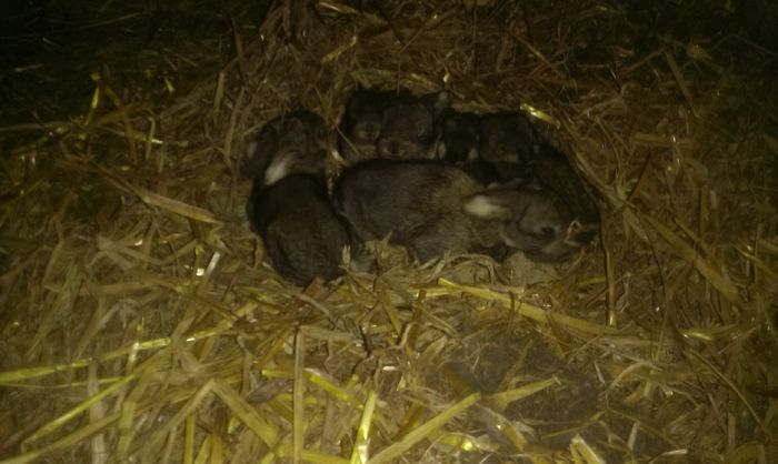 Cuib M2 si F6 13 zile