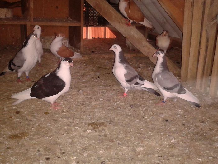 pui doar cei trei din fata