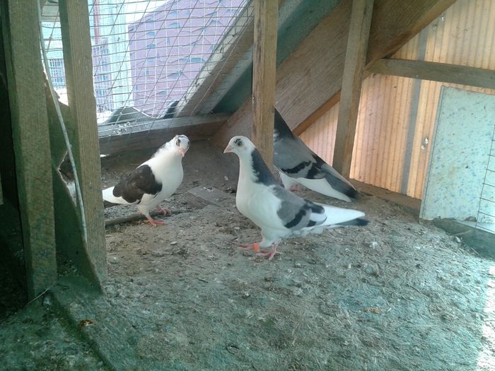 2015-03-31 18.02.11 - pui Juc de Gal 2015