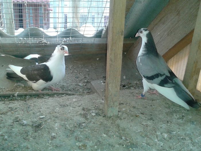 2015-03-31 18.02.22 - pui Juc de Gal 2015