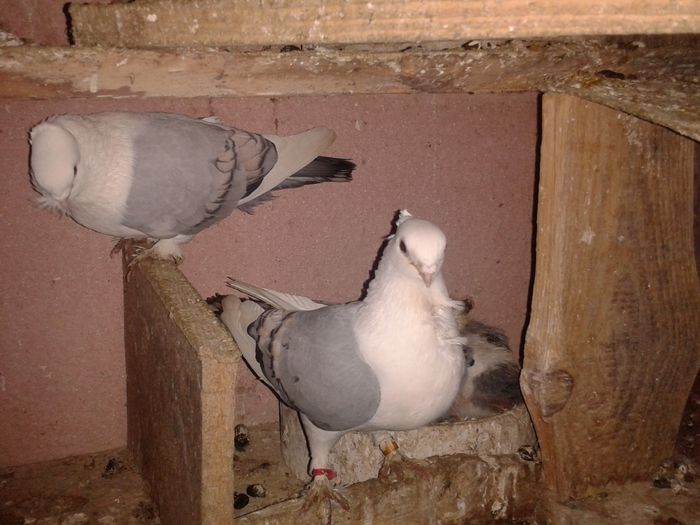 perechea  blueti 1 cu pui in spate - pui Juc de Gal 2015