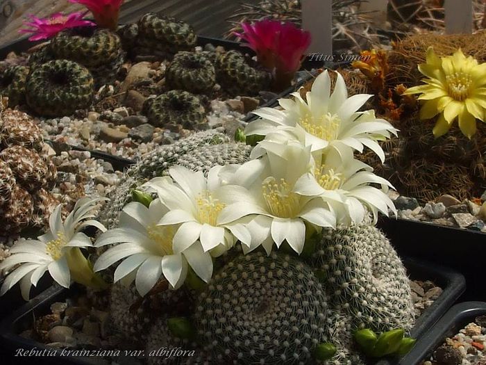 Rebutia krainziana var. albiflora - Cactusi 2014