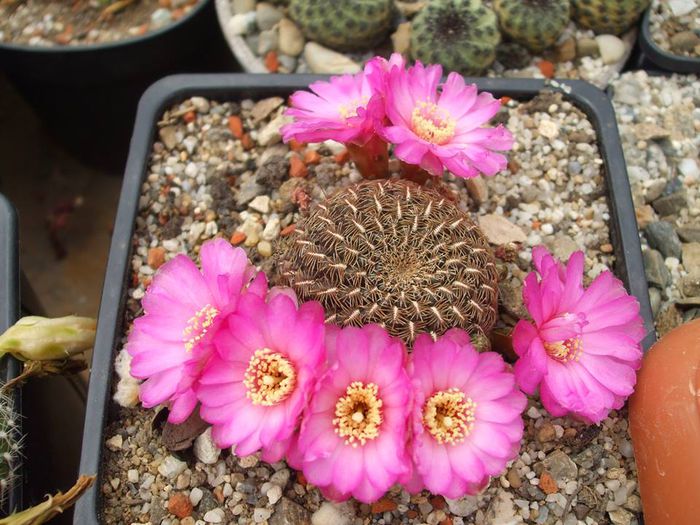 Sulcorebutia augustinii .