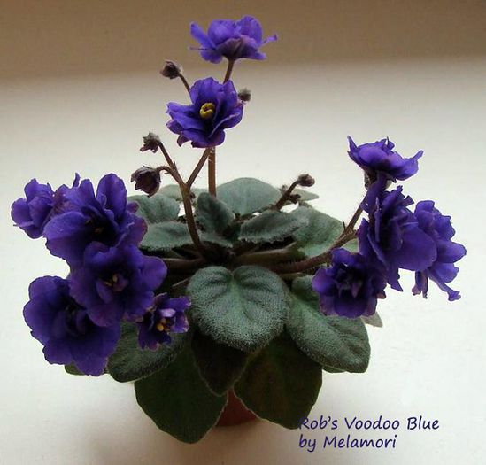 robs_voodoo_blue - VIOLETE DE COLECTIE