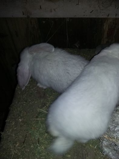 20150326_225859 - Mascul Sallander